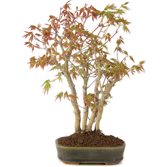 Acer palmatum, 29 cm, ± 5 Jahre alt