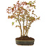 Acer palmatum, 29 cm, ± 5 años