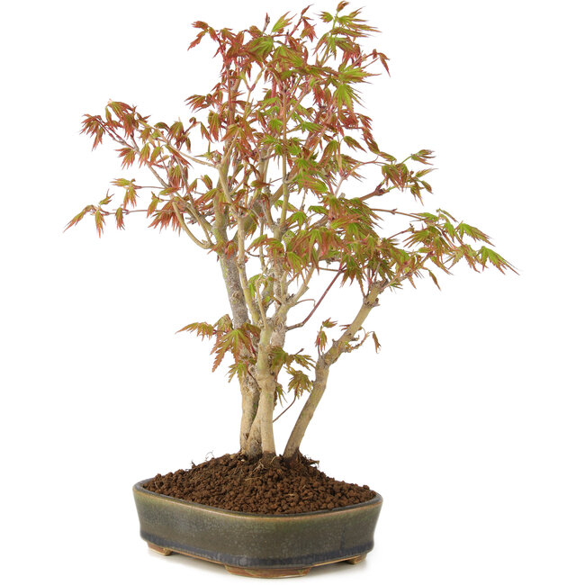 Acer palmatum, 29 cm, ± 5 anni