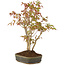 Acer palmatum, 29 cm, ± 5 years old