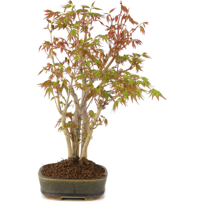 Acer palmatum, 29 cm, ± 5 Jahre alt