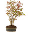 Acer palmatum, 29 cm, ± 5 años