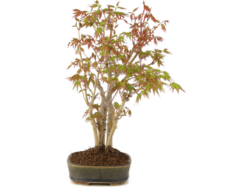 Acer palmatum, 29 cm, ± 5 years old