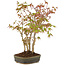 Acer palmatum, 29 cm, ± 5 años