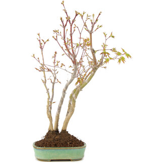 Acer palmatum, 35 cm, ± 5 ans