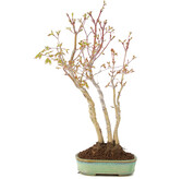 Acer palmatum, 35 cm, ± 5 years old