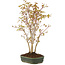 Acer palmatum, 35 cm, ± 5 años