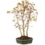Acer palmatum, 35 cm, ± 5 años