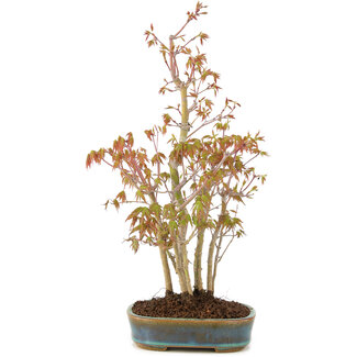 Acer palmatum, 34 cm, ± 5 anni