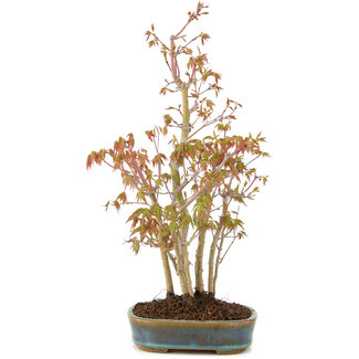 Acer palmatum, 34 cm, ± 5 ans