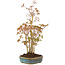 Acer palmatum, 34 cm, ± 5 years old