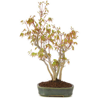 Acer palmatum, 34 cm, ± 5 años