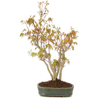 Acer palmatum, 34 cm, ± 5 jaar oud