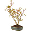 Acer palmatum, 34 cm, ± 5 years old