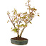 Acer palmatum, 34 cm, ± 5 years old