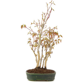 Acer palmatum, 34 cm, ± 5 jaar oud