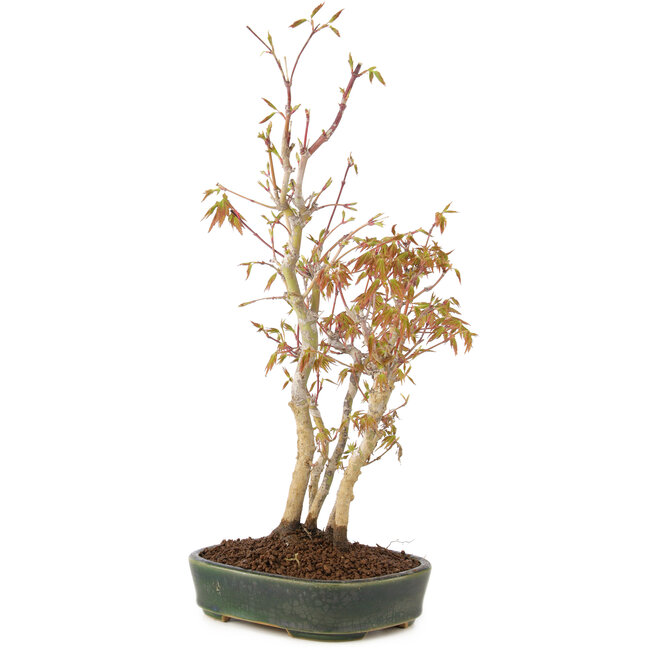 Acer palmatum, 34 cm, ± 5 años