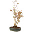Acer palmatum, 34 cm, ± 5 years old