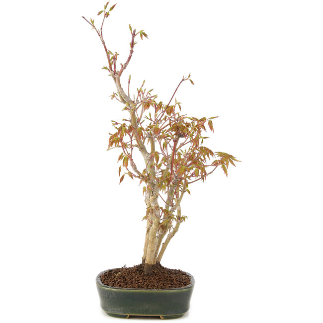 Acer palmatum, 34 cm, ± 5 Jahre alt