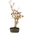Acer palmatum, 34 cm, ± 5 years old