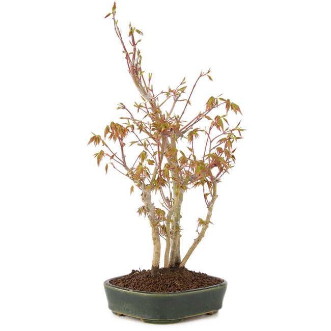Acer palmatum, 34 cm, ± 5 años
