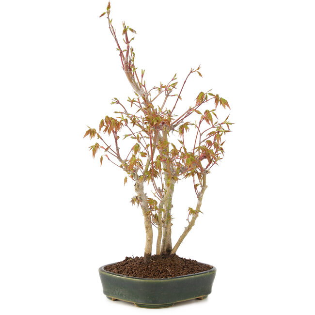 Acer palmatum, 34 cm, ± 5 Jahre alt
