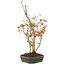 Acer palmatum, 34 cm, ± 5 Jahre alt