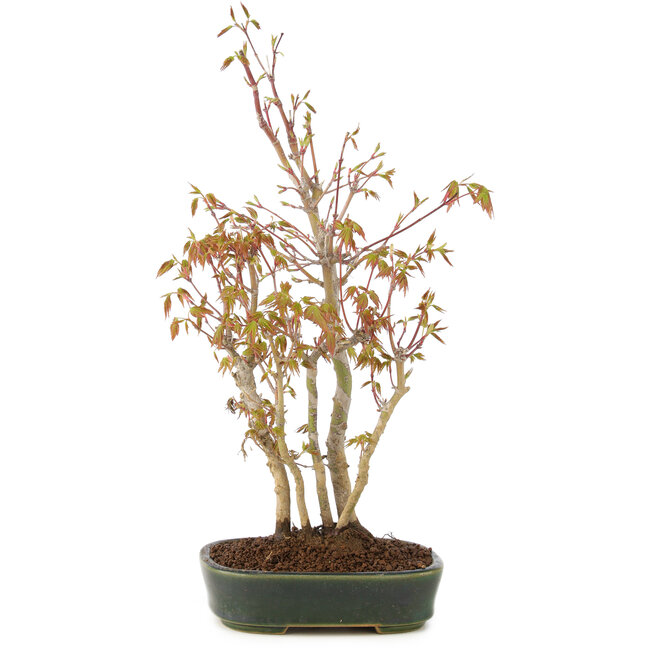 Acer palmatum, 34 cm, ± 5 anni