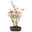 Acer palmatum, 34 cm, ± 5 Jahre alt