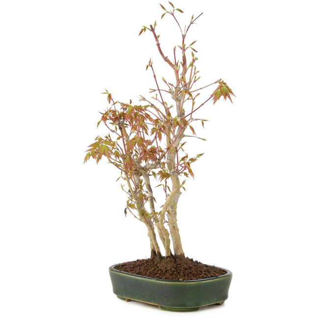 Acer palmatum, 34 cm, ± 5 anni