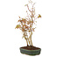Acer palmatum, 34 cm, ± 5 años