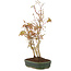 Acer palmatum, 34 cm, ± 5 Jahre alt