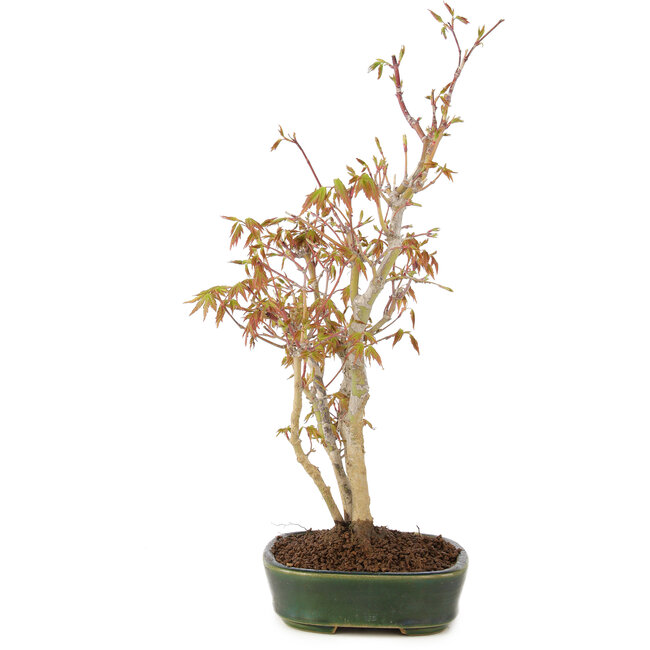 Acer palmatum, 34 cm, ± 5 anni