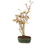 Acer palmatum, 34 cm, ± 5 years old