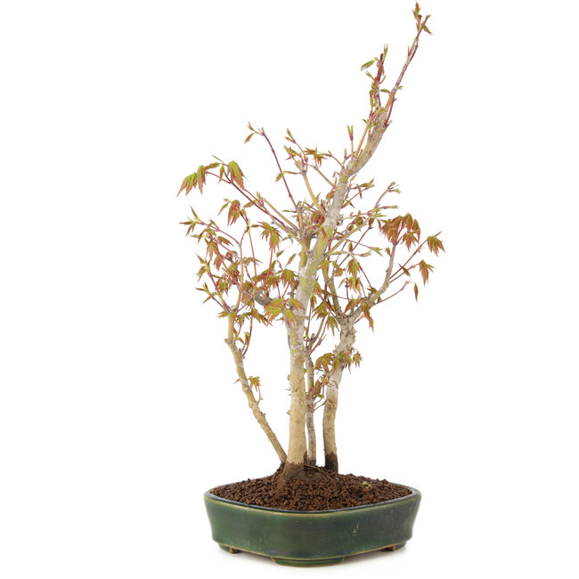 Acer palmatum, 34 cm, ± 5 anni