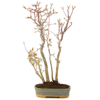 Acer palmatum, 35 cm, ± 5 anni
