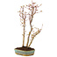 Acer palmatum, 35 cm, ± 5 jaar oud