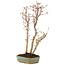 Acer palmatum, 35 cm, ± 5 years old