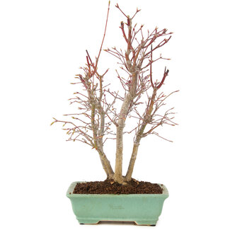 Acer palmatum, 33 cm, ± 7 años