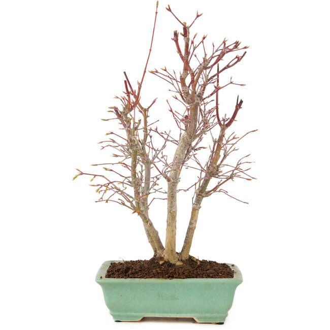 Acer palmatum, 33 cm, ± 7 years old