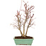 Acer palmatum, 33 cm, ± 7 anni