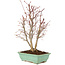 Acer palmatum, 33 cm, ± 7 years old