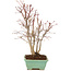 Acer palmatum, 33 cm, ± 7 years old