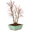 Acer palmatum, 33 cm, ± 7 anni