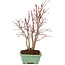 Acer palmatum, 33 cm, ± 7 años