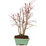 Acer palmatum, 33 cm, ± 7 years old