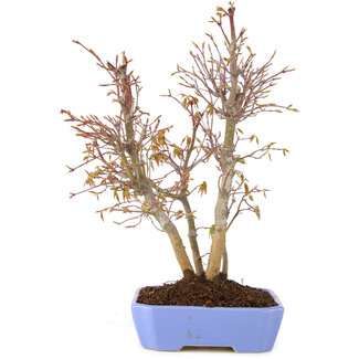 Acer palmatum, 32 cm, ± 7 años