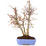 Acer palmatum, 32 cm, ± 7 jaar oud