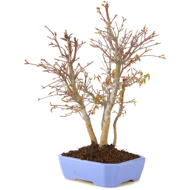 Acer palmatum, 32 cm, ± 7 ans