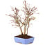 Acer palmatum, 32 cm, ± 7 Jahre alt